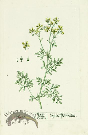 Blackwell German 242